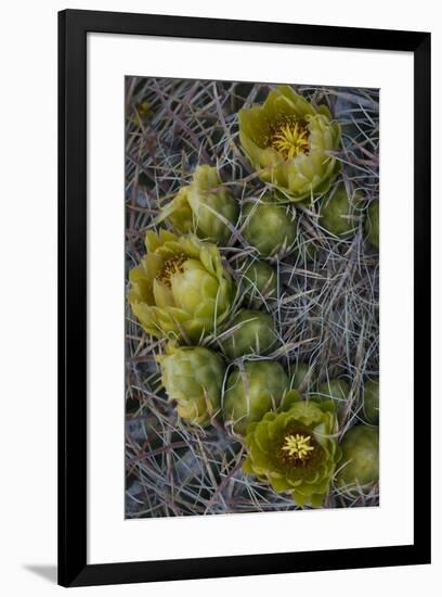 USA, California. Detail of California Barrel Cactus growing in Anza Borrego Desert State Park.-Judith Zimmerman-Framed Photographic Print