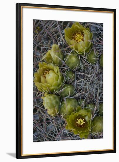 USA, California. Detail of California Barrel Cactus growing in Anza Borrego Desert State Park.-Judith Zimmerman-Framed Photographic Print