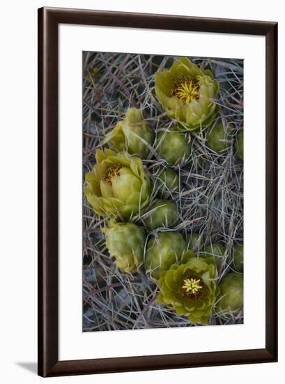 USA, California. Detail of California Barrel Cactus growing in Anza Borrego Desert State Park.-Judith Zimmerman-Framed Photographic Print