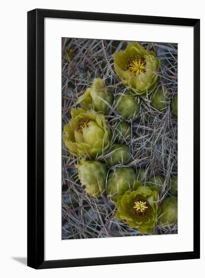 USA, California. Detail of California Barrel Cactus growing in Anza Borrego Desert State Park.-Judith Zimmerman-Framed Photographic Print