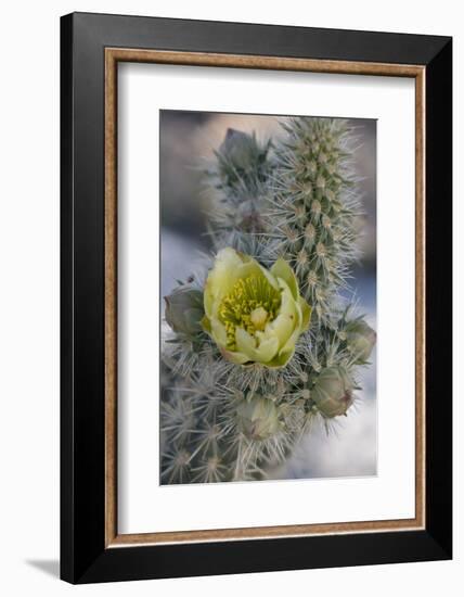 USA, California. Detail of Silver Cholla cactus flower in Anza-Borrego Desert State Park-Judith Zimmerman-Framed Photographic Print