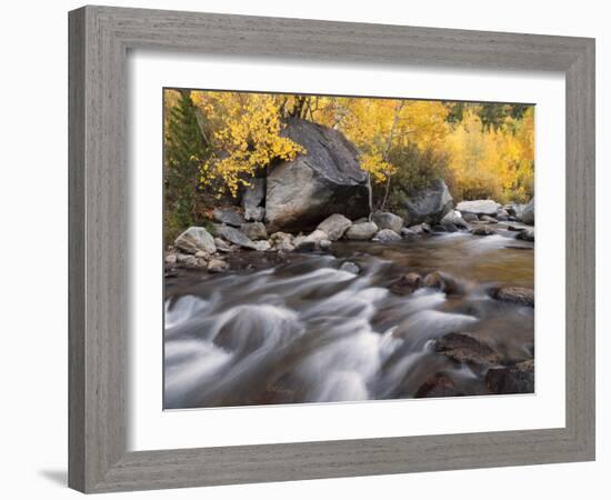 USA, California, Eastern Sierra. Aspens Along North Fork of Bishop Creek-Ann Collins-Framed Photographic Print