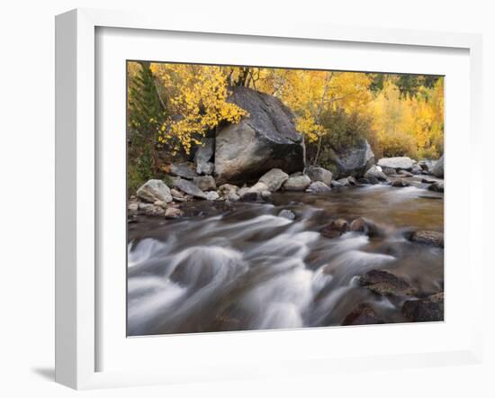 USA, California, Eastern Sierra. Aspens Along North Fork of Bishop Creek-Ann Collins-Framed Photographic Print