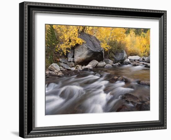 USA, California, Eastern Sierra. Aspens Along North Fork of Bishop Creek-Ann Collins-Framed Photographic Print