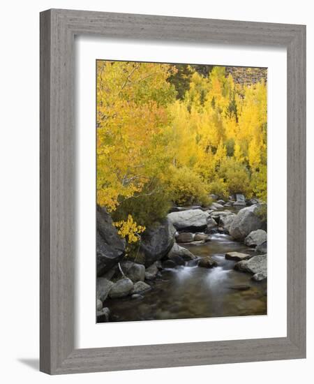 USA, California, Eastern Sierra. Bishop Creek During Autumn-Ann Collins-Framed Photographic Print