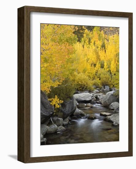 USA, California, Eastern Sierra. Bishop Creek During Autumn-Ann Collins-Framed Photographic Print