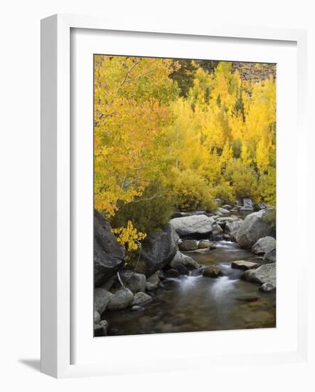 USA, California, Eastern Sierra. Bishop Creek During Autumn-Ann Collins-Framed Photographic Print