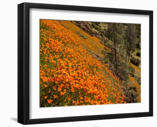 USA, California, El Portal. California Poppies Along Hite Cove Trail Near Yosemite National Park-Ann Collins-Framed Photographic Print