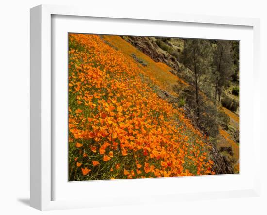 USA, California, El Portal. California Poppies Along Hite Cove Trail Near Yosemite National Park-Ann Collins-Framed Photographic Print