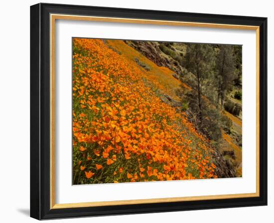 USA, California, El Portal. California Poppies Along Hite Cove Trail Near Yosemite National Park-Ann Collins-Framed Photographic Print