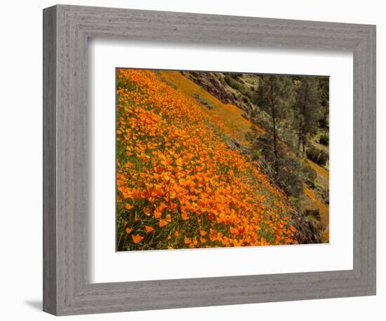 USA, California, El Portal. California Poppies Along Hite Cove Trail Near Yosemite National Park-Ann Collins-Framed Photographic Print