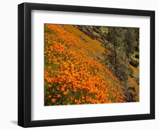 USA, California, El Portal. California Poppies Along Hite Cove Trail Near Yosemite National Park-Ann Collins-Framed Photographic Print