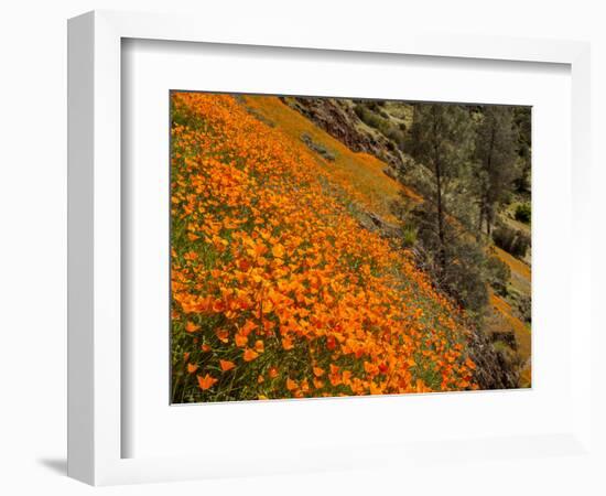 USA, California, El Portal. California Poppies Along Hite Cove Trail Near Yosemite National Park-Ann Collins-Framed Photographic Print