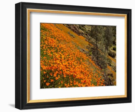 USA, California, El Portal. California Poppies Along Hite Cove Trail Near Yosemite National Park-Ann Collins-Framed Photographic Print