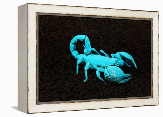 USA, California. Emperor scorpion under black light.-Jaynes Gallery-Framed Premier Image Canvas