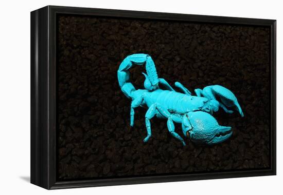 USA, California. Emperor scorpion under black light.-Jaynes Gallery-Framed Premier Image Canvas