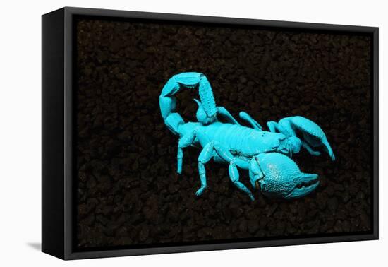 USA, California. Emperor scorpion under black light.-Jaynes Gallery-Framed Premier Image Canvas