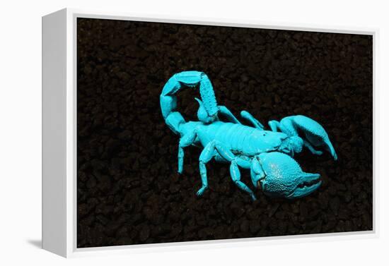 USA, California. Emperor scorpion under black light.-Jaynes Gallery-Framed Premier Image Canvas