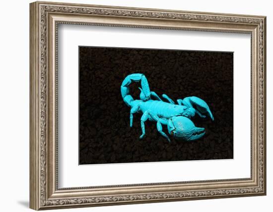 USA, California. Emperor scorpion under black light.-Jaynes Gallery-Framed Photographic Print