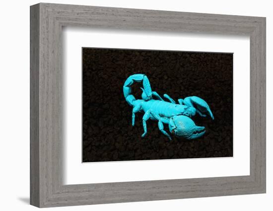 USA, California. Emperor scorpion under black light.-Jaynes Gallery-Framed Photographic Print