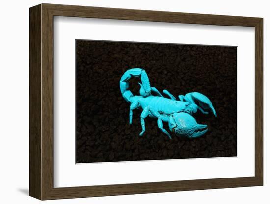 USA, California. Emperor scorpion under black light.-Jaynes Gallery-Framed Photographic Print