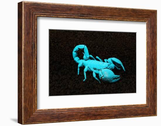 USA, California. Emperor scorpion under black light.-Jaynes Gallery-Framed Photographic Print