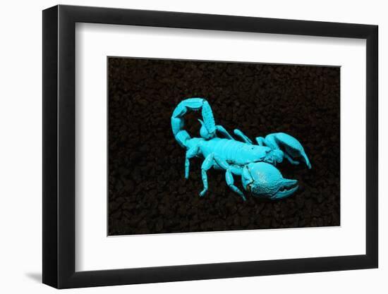 USA, California. Emperor scorpion under black light.-Jaynes Gallery-Framed Photographic Print