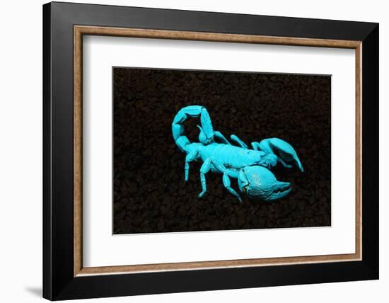 USA, California. Emperor scorpion under black light.-Jaynes Gallery-Framed Photographic Print