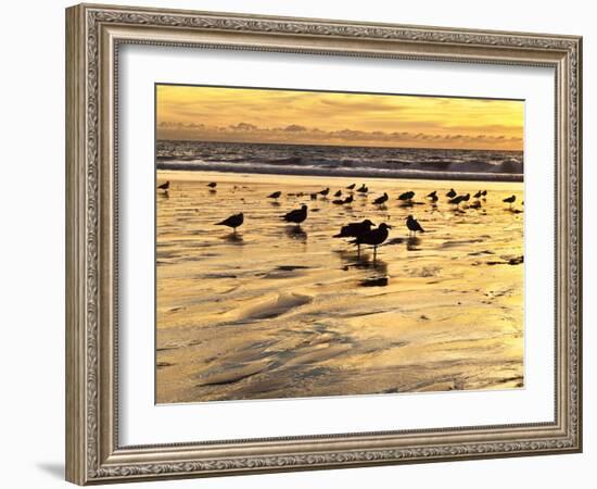 USA, California, Encinitas. Sea Gulls on Moonlight Beach at Sunset-Ann Collins-Framed Photographic Print