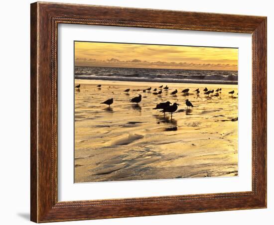 USA, California, Encinitas. Sea Gulls on Moonlight Beach at Sunset-Ann Collins-Framed Photographic Print