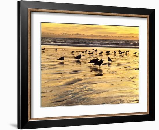 USA, California, Encinitas. Sea Gulls on Moonlight Beach at Sunset-Ann Collins-Framed Photographic Print