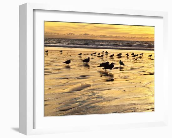 USA, California, Encinitas. Sea Gulls on Moonlight Beach at Sunset-Ann Collins-Framed Photographic Print