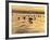 USA, California, Encinitas. Sea Gulls on Moonlight Beach at Sunset-Ann Collins-Framed Photographic Print