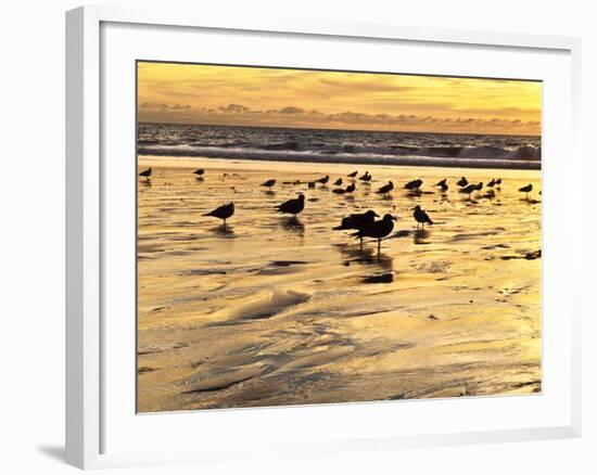 USA, California, Encinitas. Sea Gulls on Moonlight Beach at Sunset-Ann Collins-Framed Photographic Print