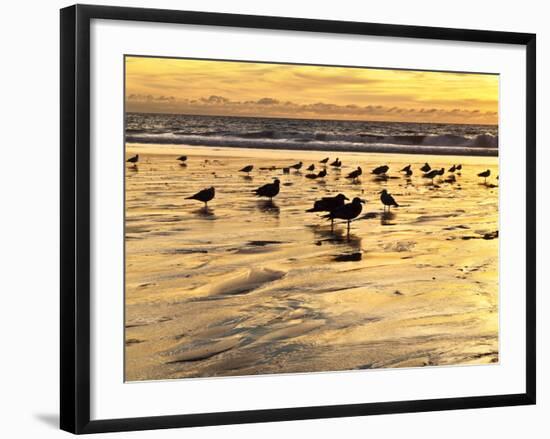 USA, California, Encinitas. Sea Gulls on Moonlight Beach at Sunset-Ann Collins-Framed Photographic Print