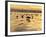 USA, California, Encinitas. Sea Gulls on Moonlight Beach at Sunset-Ann Collins-Framed Photographic Print