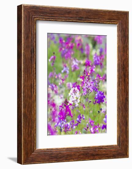 USA, California, Field of Toadflax Wildflower Selective Focus-Trish Drury-Framed Photographic Print