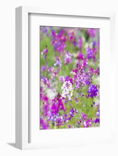 USA, California, Field of Toadflax Wildflower Selective Focus-Trish Drury-Framed Photographic Print