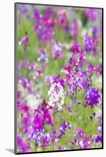 USA, California, Field of Toadflax Wildflower Selective Focus-Trish Drury-Mounted Photographic Print