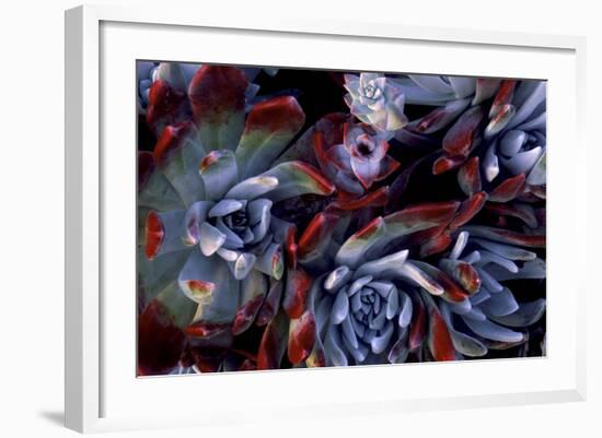 USA, California, Garrapata State Park. Red Leaf Succulent Plants-Jaynes Gallery-Framed Premium Photographic Print