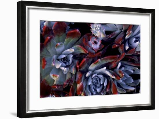 USA, California, Garrapata State Park. Red Leaf Succulent Plants-Jaynes Gallery-Framed Premium Photographic Print