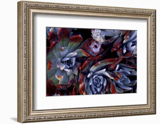 USA, California, Garrapata State Park. Red Leaf Succulent Plants-Jaynes Gallery-Framed Photographic Print