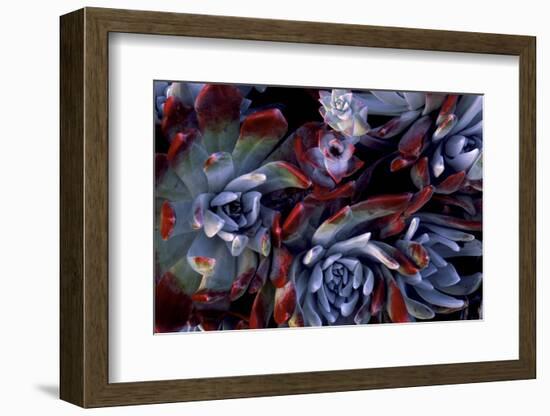 USA, California, Garrapata State Park. Red Leaf Succulent Plants-Jaynes Gallery-Framed Photographic Print