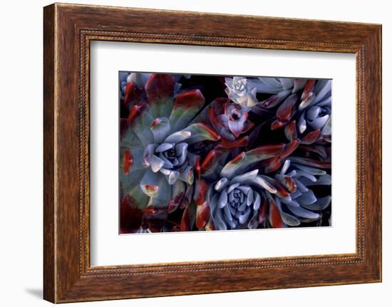 USA, California, Garrapata State Park. Red Leaf Succulent Plants-Jaynes Gallery-Framed Photographic Print