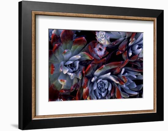 USA, California, Garrapata State Park. Red Leaf Succulent Plants-Jaynes Gallery-Framed Photographic Print