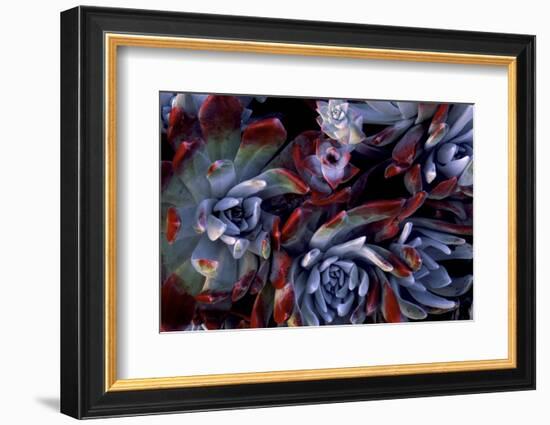 USA, California, Garrapata State Park. Red Leaf Succulent Plants-Jaynes Gallery-Framed Photographic Print