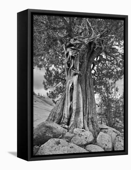 USA, California, High Sierra Juniper-John Ford-Framed Premier Image Canvas