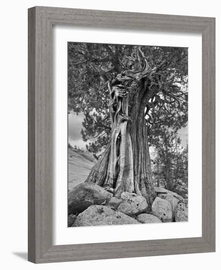 USA, California, High Sierra Juniper-John Ford-Framed Photographic Print