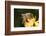 USA, California. Honey bee on flower.-Jaynes Gallery-Framed Photographic Print