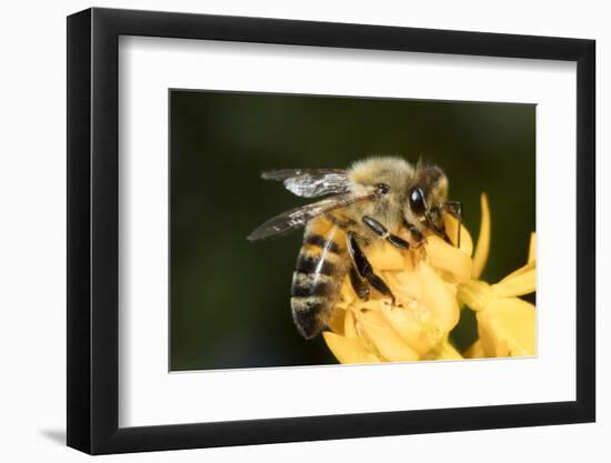 USA, California. Honey bee on flower.-Jaynes Gallery-Framed Photographic Print